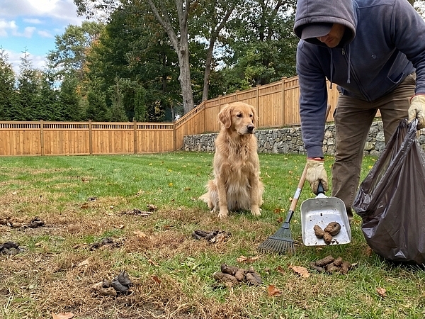 Is Weekly Cleanup Necessary for Single-Dog Homes in Fairfield County?
