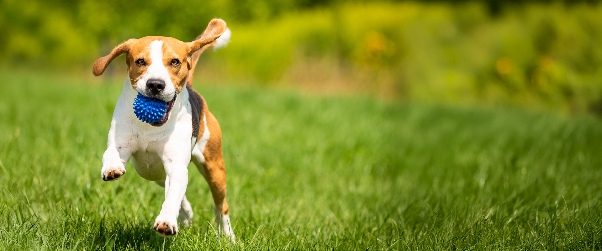 This dog runs through the grass with its tongue out after a visit from Dog Butler.