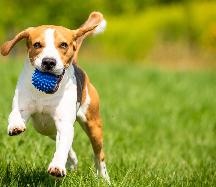 This dog runs through the grass with its tongue out after a visit from Dog Butler.