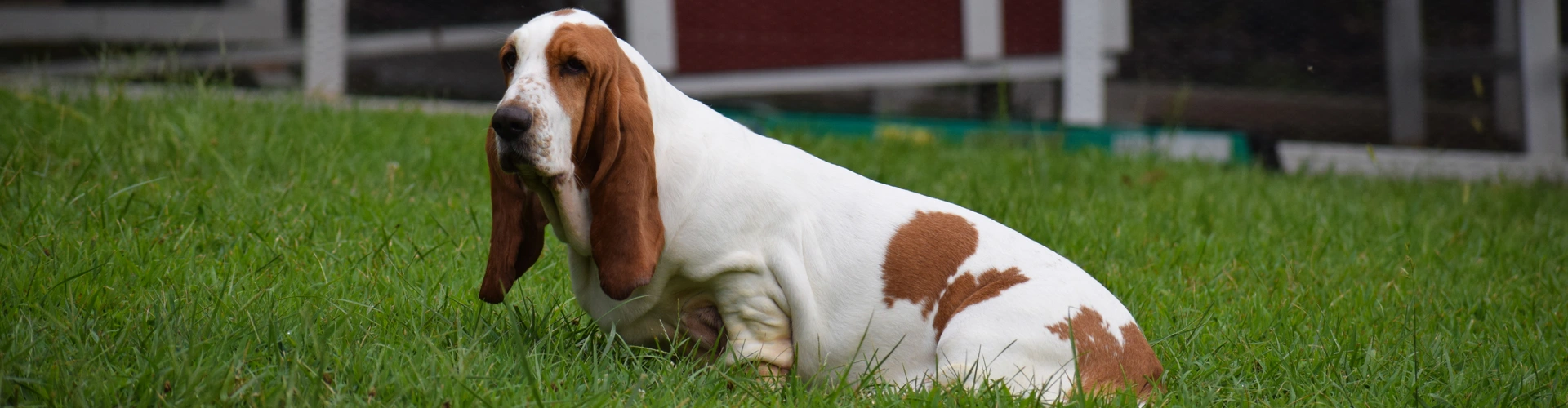 A relaxed dog sits in the grass where Dog Butler provides bi-weekly scooping.