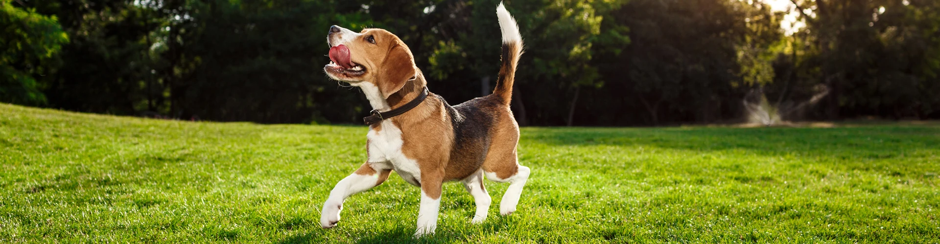 A beagle stands alert in a yard recently serviced by Dog Butler in Connecticut.