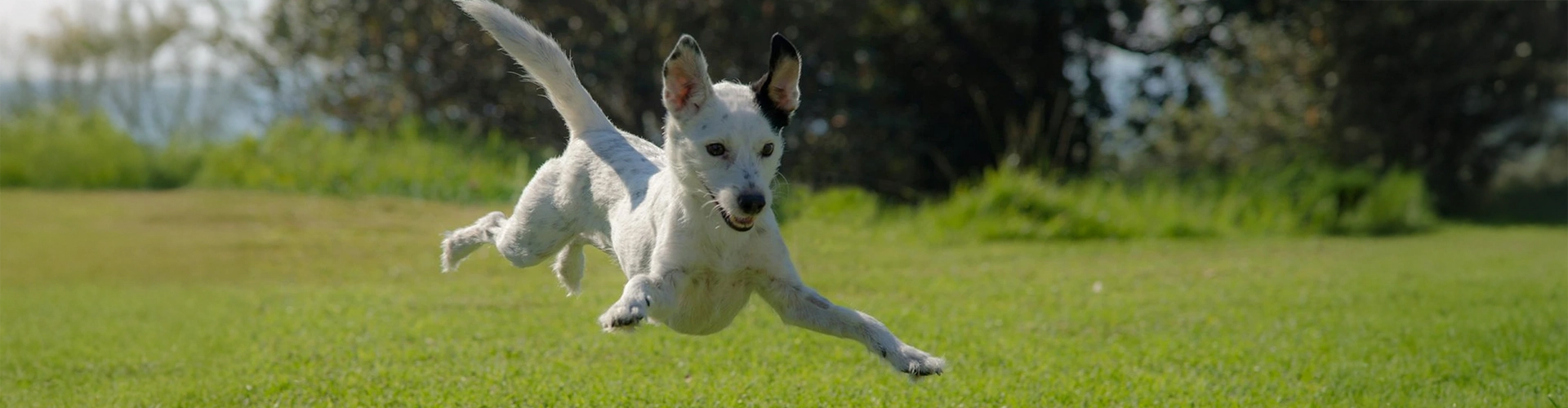 Another white dog runs freely on property maintained with help from Dog Butler.
