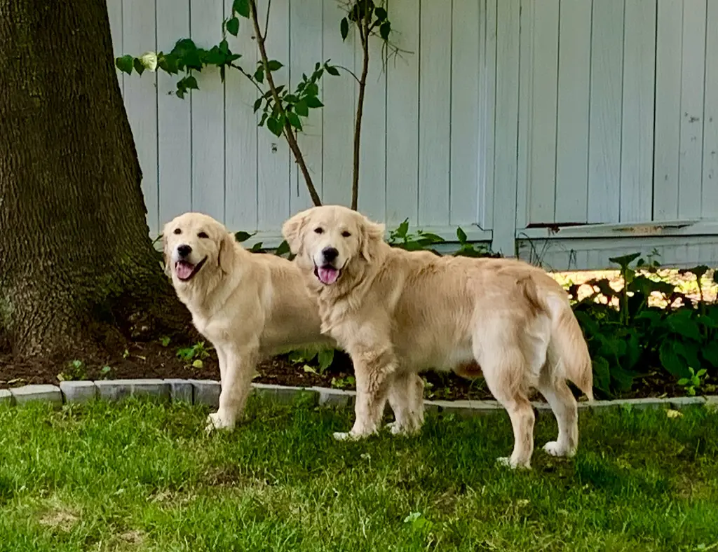 Two dogs explore a clean, scooped yard under a tree thanks to Dog Butler.