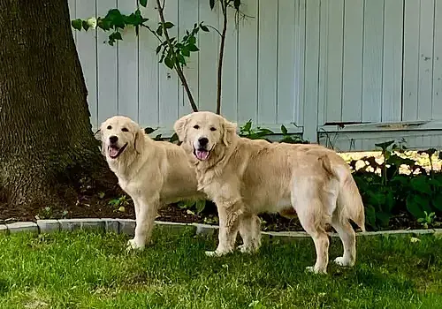 Two dogs explore a clean, scooped yard under a tree thanks to Dog Butler.